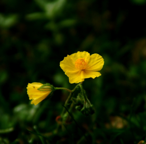 Helianthemum sp. delicato fiore giallo